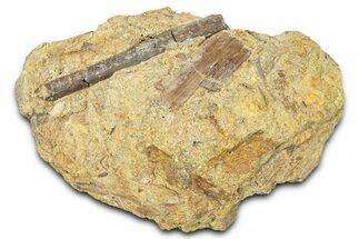Fossil Dinosaur Bone and Ossified Tendon in Sandstone - Wyoming #370635