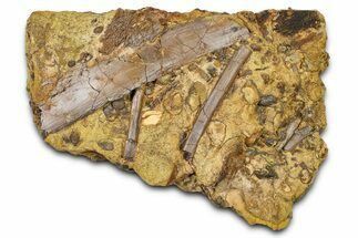 Fossil Dinosaur Rib and Tendons in Sandstone - Wyoming #370653