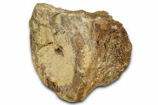 Hadrosaur (Edmontosaurus) Caudal Vertebra Centrum - Wyoming #370678