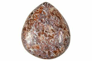 Polished Dinosaur Bone (Gembone) Cabochon - Colorado #370721