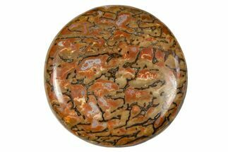 Polished Dinosaur Bone (Gembone) Cabochon - Colorado #370752