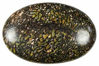 Polished Dinosaur Bone (Gembone) Cabochon - Colorado #370757