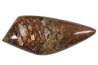 Polished Dinosaur Bone (Gembone) Cabochon - Colorado #370773