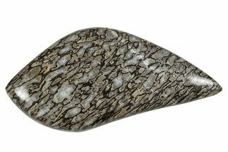 Polished Dinosaur Bone (Gembone) Cabochon - Colorado #370776