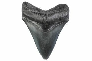 Serrated, Juvenile Megalodon Tooth - South Carolina #370425