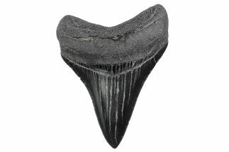 Serrated, Juvenile Megalodon Tooth - South Carolina #370426