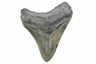 Juvenile Megalodon Tooth - North Carolina #370427