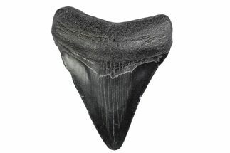 Juvenile Megalodon Tooth - South Carolina #370428