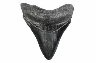 Serrated, Juvenile Megalodon Tooth - South Carolina #370436