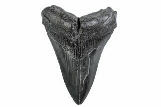 Juvenile Megalodon Tooth - South Carolina #370437