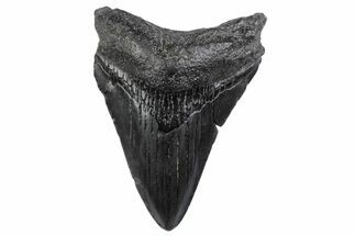 Juvenile Megalodon Tooth - South Carolina #370438