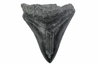 Juvenile Megalodon Tooth - South Carolina #370439