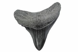Serrated, Posterior Juvenile Megalodon Tooth - South Carolina #370440
