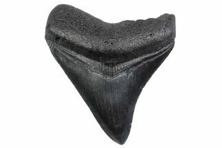 Serrated, Posterior Fossil Megalodon Tooth - South Carolina #370443