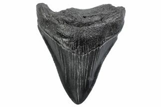 Serrated, Fossil Megalodon Tooth - South Carolina #370447