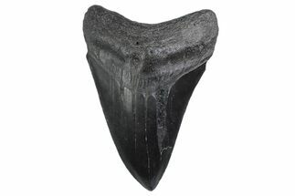 Fossil Megalodon Tooth - South Carolina #370453
