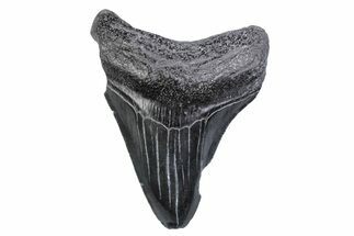 Serrated, Juvenile Megalodon Tooth - South Carolina #370431