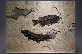 Green River Fossil Fish Mural with Gar Fish and Phareodus #370577
