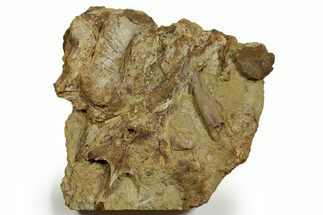 Fossil Dinosaur Bones and Tendons in Sandstone - Wyoming #370701
