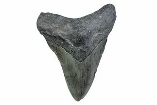 Fossil Megalodon Tooth - North Carolina #370219
