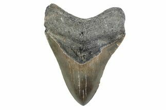 Serrated, Fossil Megalodon Tooth - North Carolina #370220