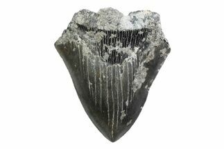 Partial, Fossil Megalodon Tooth - Serrated Edge #370229