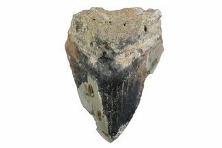 Partial, Fossil Megalodon Tooth - North Carolina #370230