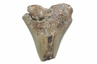 Partial, Fossil Megalodon Tooth - North Carolina #370231
