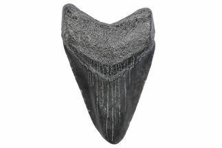 Juvenile Megalodon Tooth - South Carolina #370166