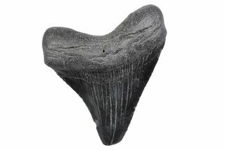 Juvenile Megalodon Tooth - South Carolina #370167