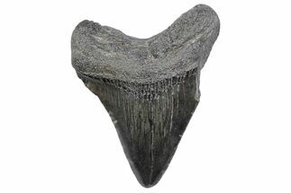 Juvenile Megalodon Tooth - South Carolina #370169