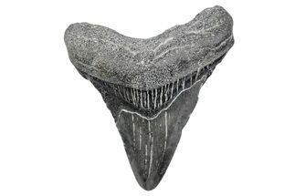 Juvenile Megalodon Tooth - South Carolina #370175