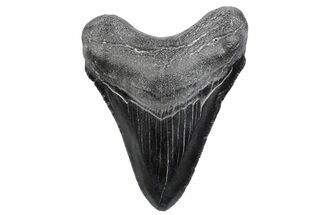 Serrated, Juvenile Megalodon Tooth - South Carolina #370186