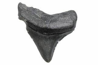 Serrated, Juvenile Megalodon Tooth - South Carolina #370187