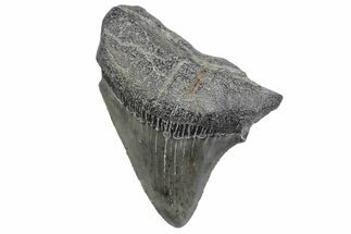 Serrated, Juvenile Megalodon Tooth - South Carolina #370188