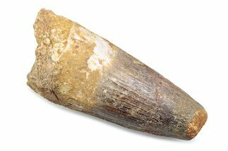 Fossil Spinosaurus Tooth - Robust Tooth #370501