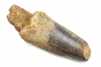 Fossil Spinosaurus Tooth - Robust Tooth #370503