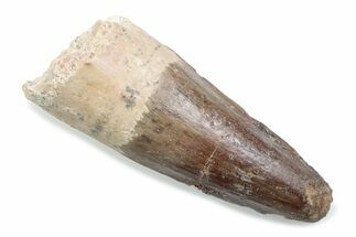 Fossil Spinosaurus Tooth - Feeding Worn Tooth #370571