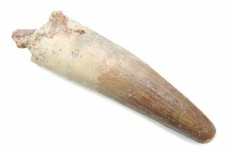 Fossil Spinosaurus Tooth with Partial Pterosaur Tooth #370576