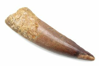 Fossil Spinosaurus Tooth - Real Dinosaur Tooth #370582