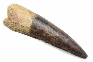 Fossil Spinosaurus Tooth - Real Dinosaur Tooth #370587