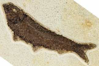 Detailed Fossil Fish (Knightia) - Wyoming #370861
