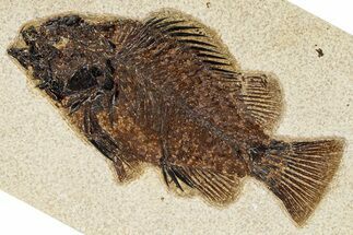 Detailed Fossil Fish (Cockerellites) - Wyoming #370863