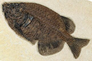 Scarce Fossil Fish (Phareodus) - Wyoming #370880