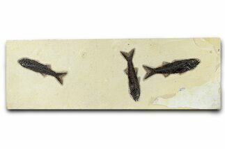 Multiple Fossil Fish (Mioplosus) Plate - Wyoming #370883