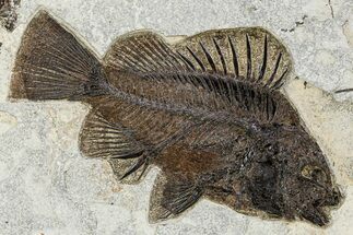 Huge, Detailed Fossil Fish (Priscacara serrata) - Wyoming #370894