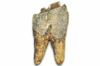 Fossil Woolly Rhino (Coelodonta) Tooth - Siberia #370967