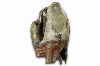 Fossil Woolly Rhino (Coelodonta) Tooth - Siberia #370971