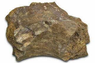 Fossil Dinosaur Pelvic Bone Section - Wyoming #370979