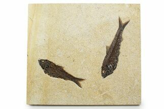 Plate with Two Huge Fossil Fish (Knightia) - Wyoming #370872